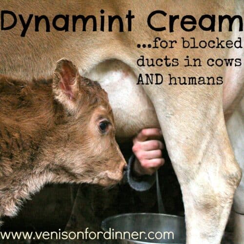 Homemade Dynamint Udder Cream - Venison for Dinner