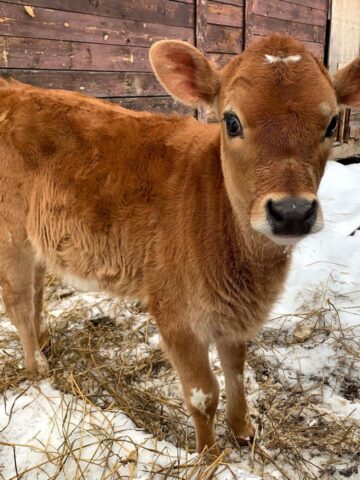 Calf in a snowy farmyard.