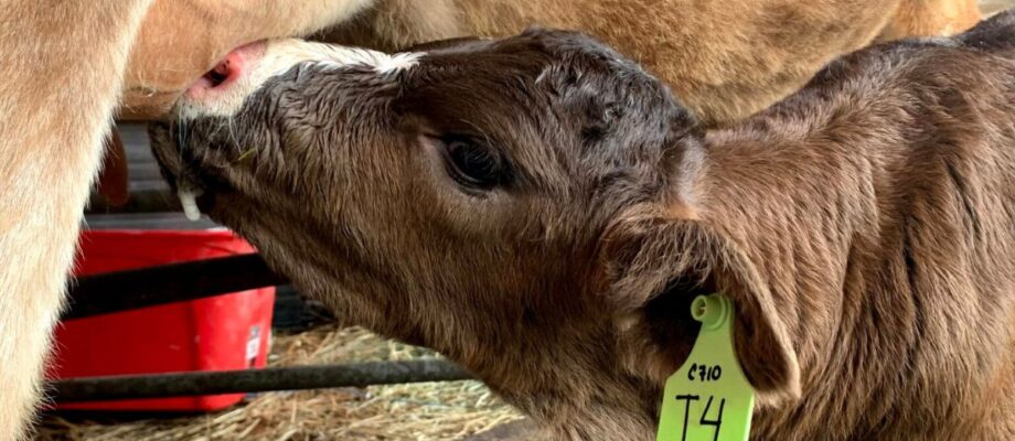 A calf nursing.