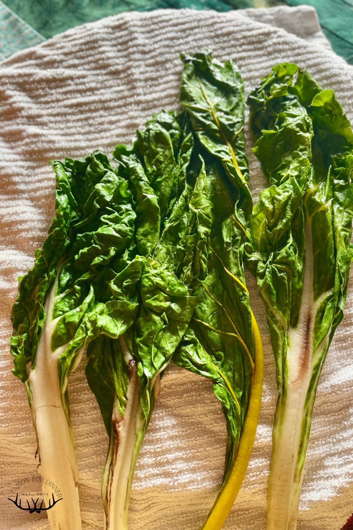 Kale leaves drying on a tea towel.