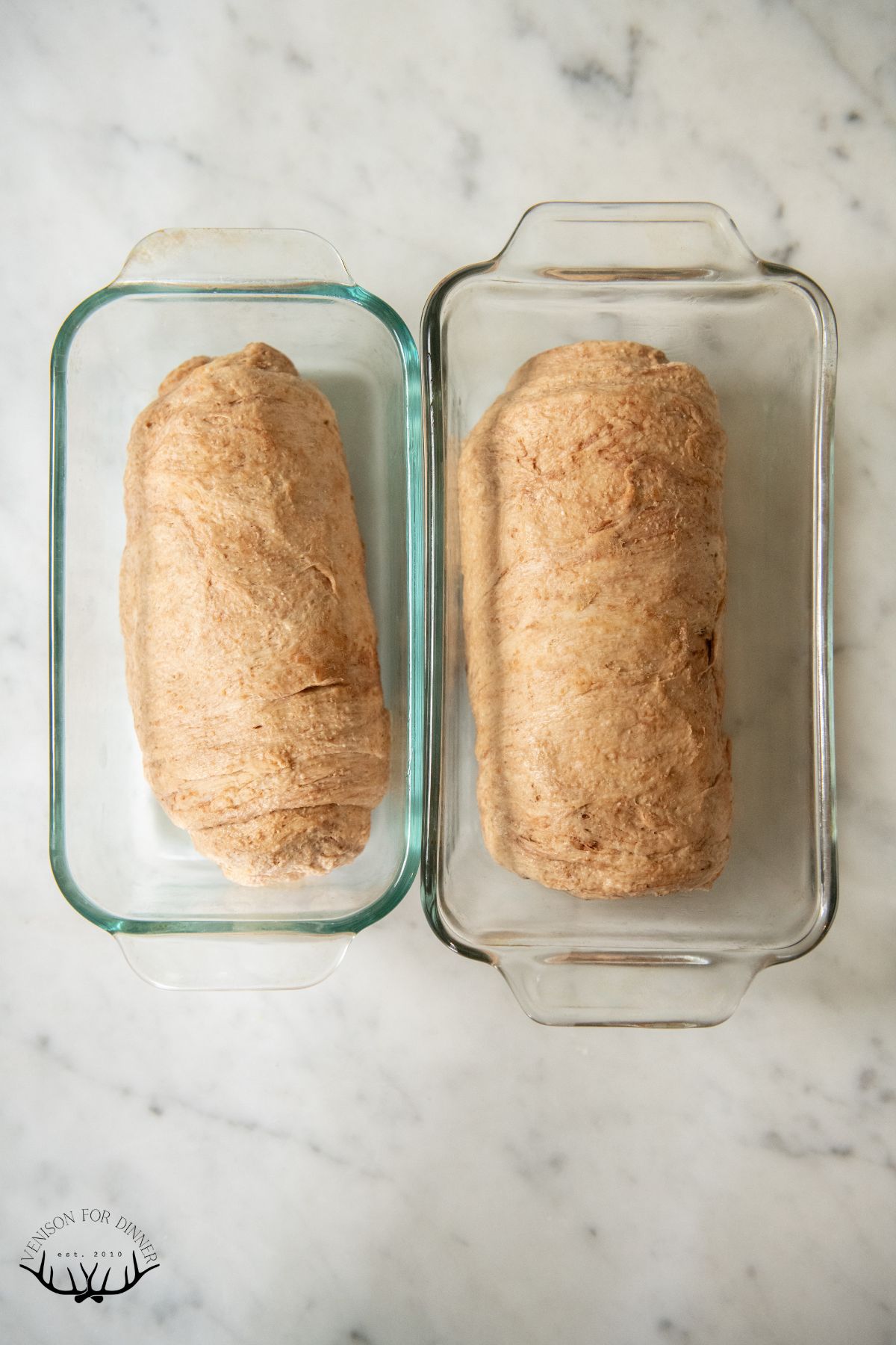 Shaped brown bread dough in glass loaf pans.
