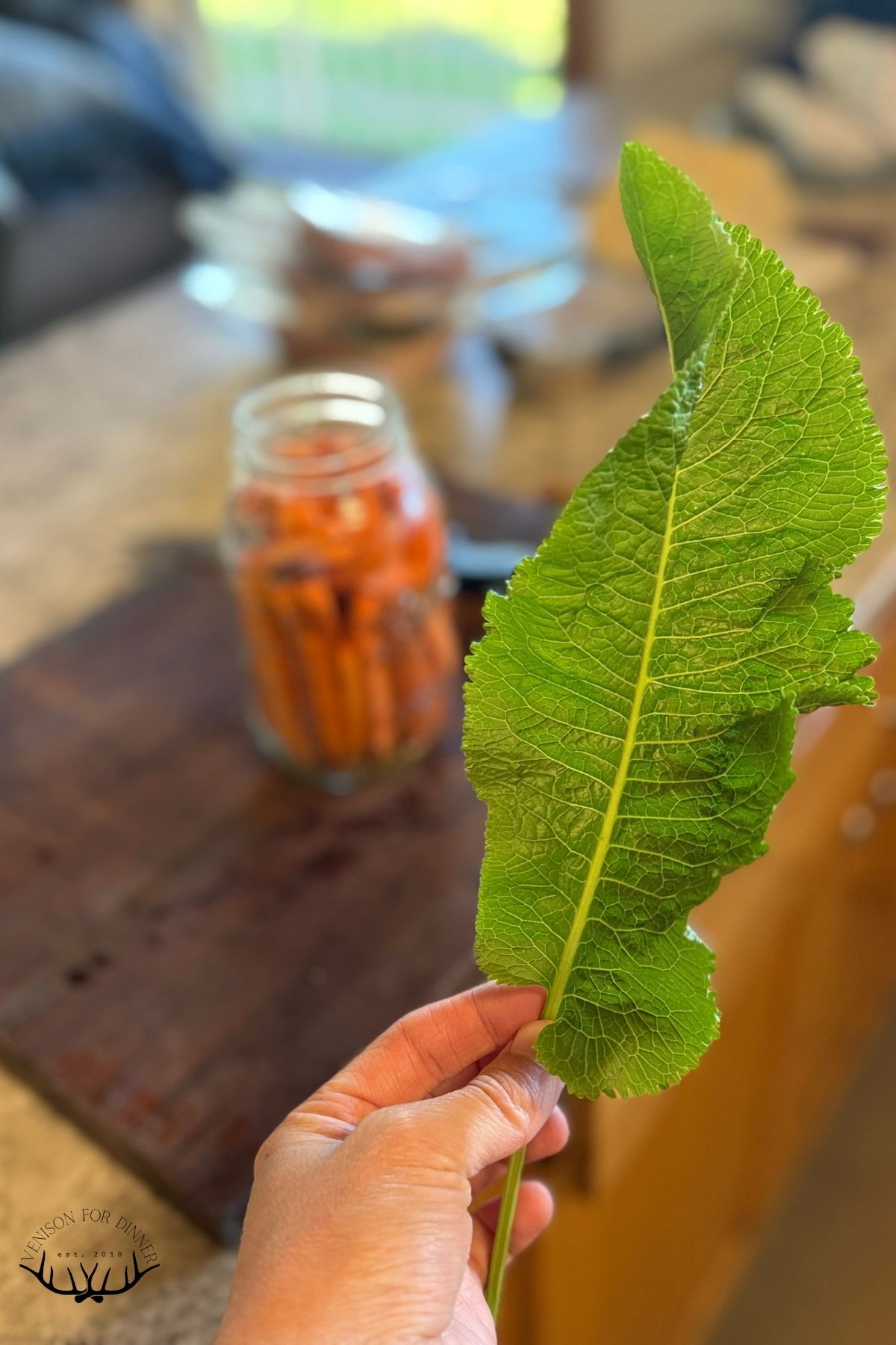 Horseradish leaf.