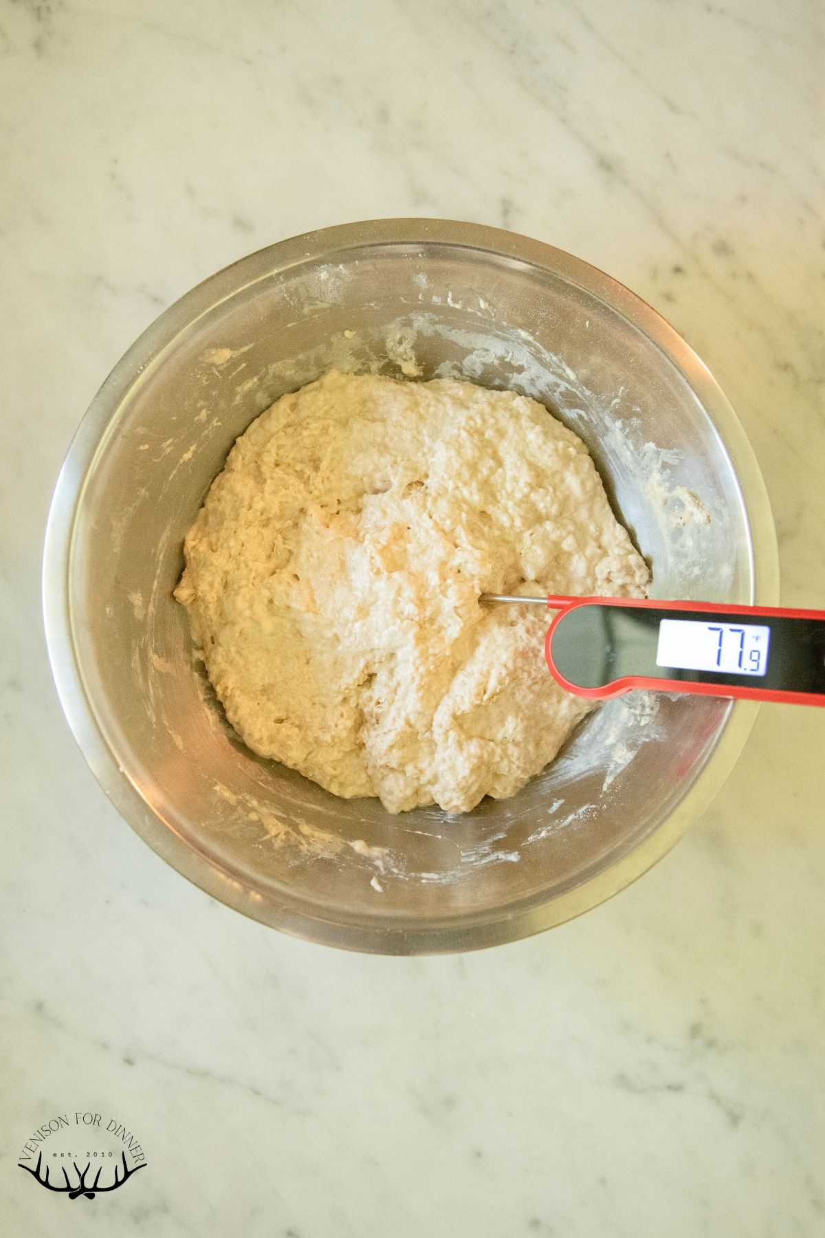 Taking the temp of spelt sourdough.